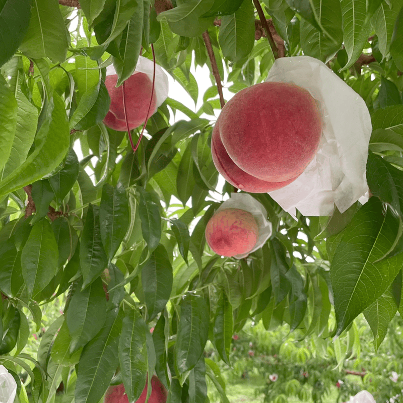 早生の桃『夏雄美（なつゆうび）』 8~12玉 (3kg前後