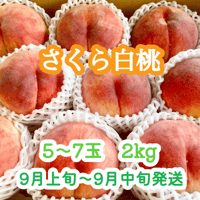 桃『あかつき』 大玉5～7玉(2kg前後) | やなぎさわ農園 果逢（KAHOU）