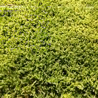 ハイゴケ 14枚 | 秋田苔長