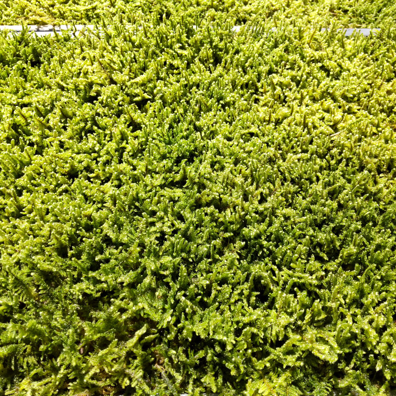 ハイゴケ 7枚(1㎡用) | 秋田苔長
