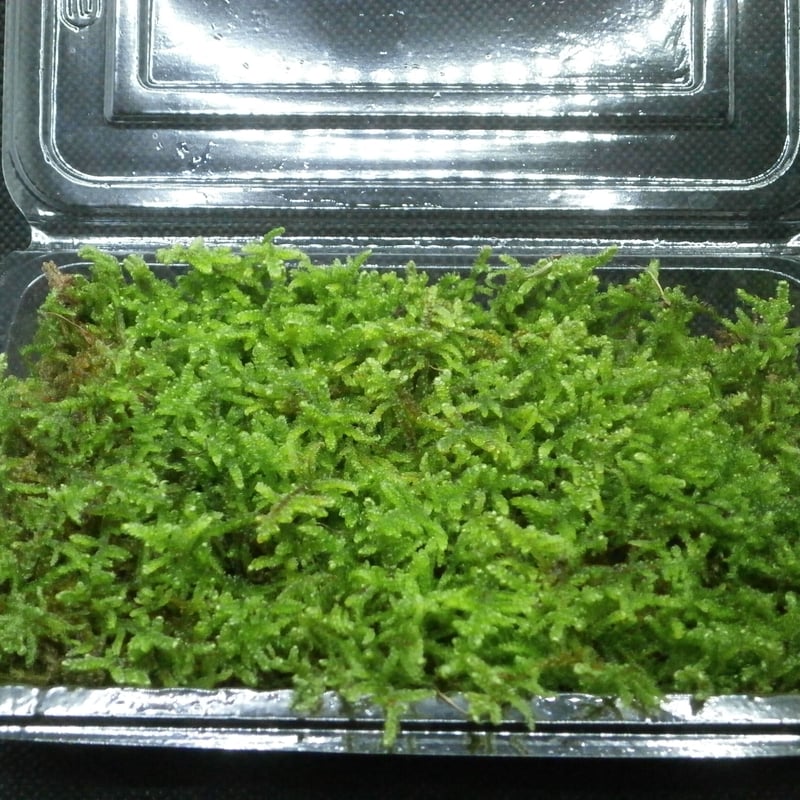 ハイゴケ | 秋田苔長