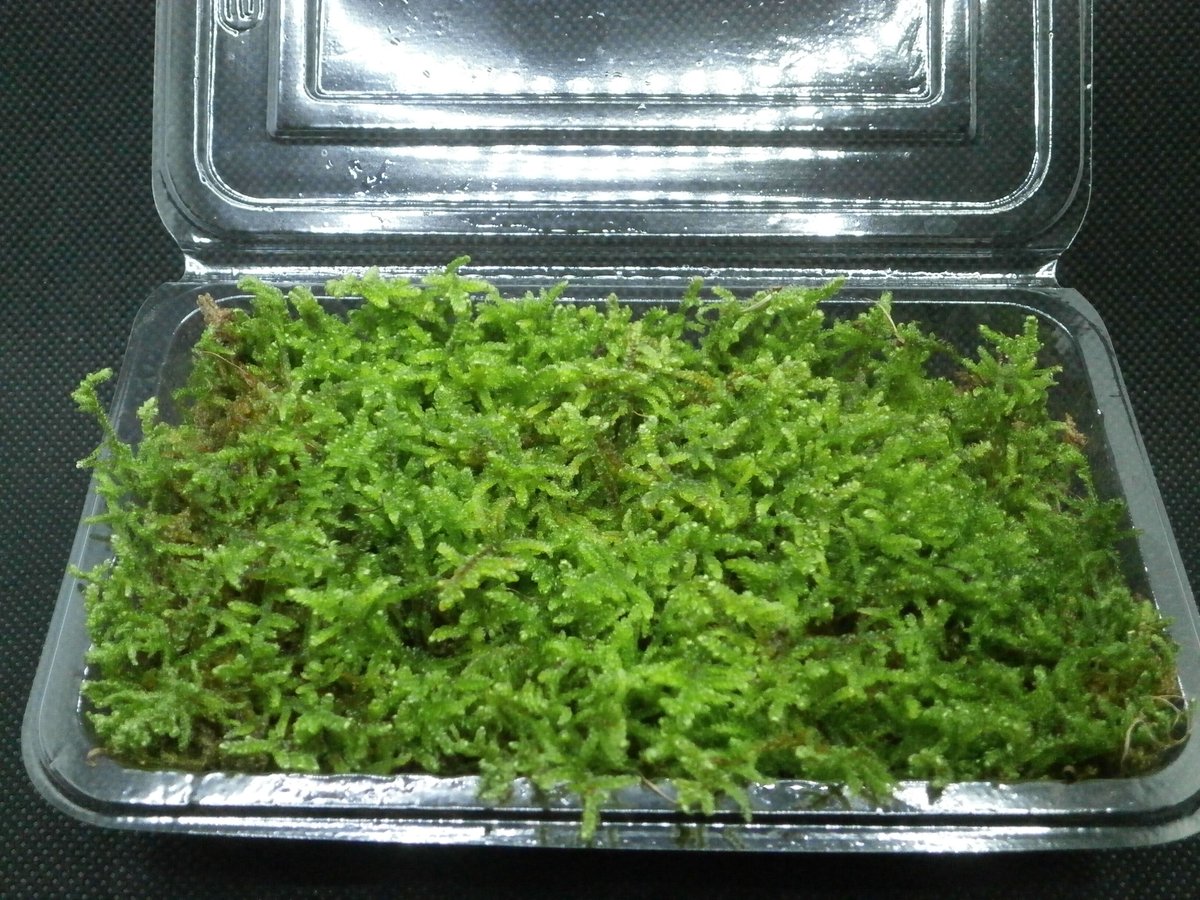 ハイゴケ | 秋田苔長