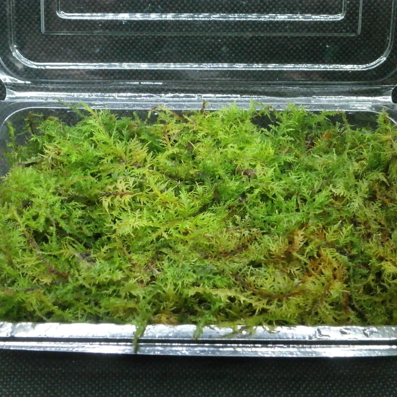 シノブゴケ | 秋田苔長