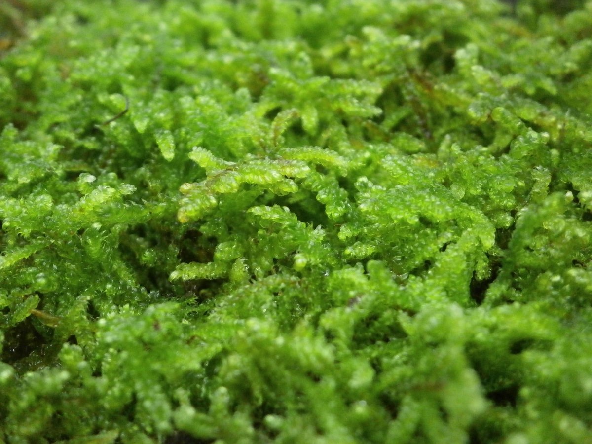 マリン★継足品★10個◎ハイゴケ5年物◎造園苔玉★厚2〜3長47幅32 マリン様専用☆継足品☆10個◎ハイゴケ5年物◎