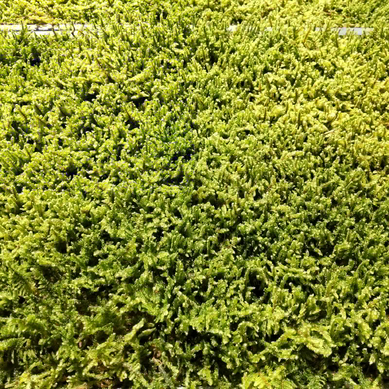 ハイゴケ 14枚 | 秋田苔長