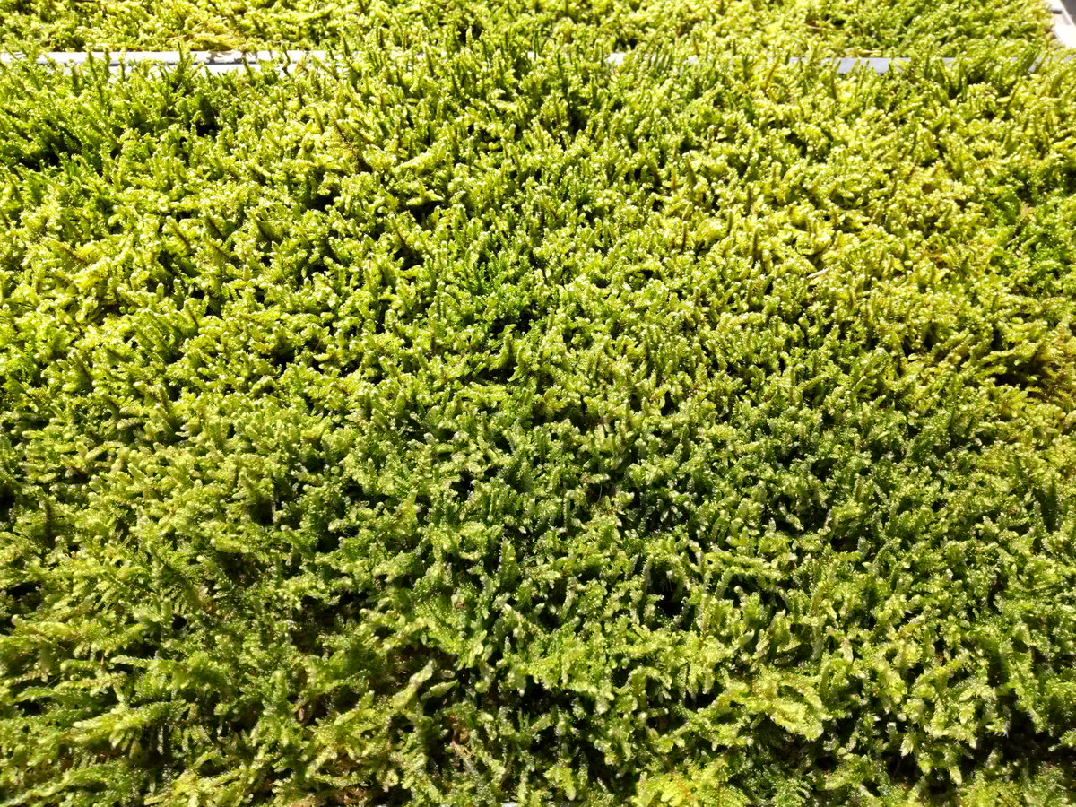 最安値★継足し品★10個セット◎ハイ苔4年物◎造園/苔玉★厚2〜3/長47幅32 ハイゴケ 10トレー 天然苔 苔玉 10枚 苔玉・苔