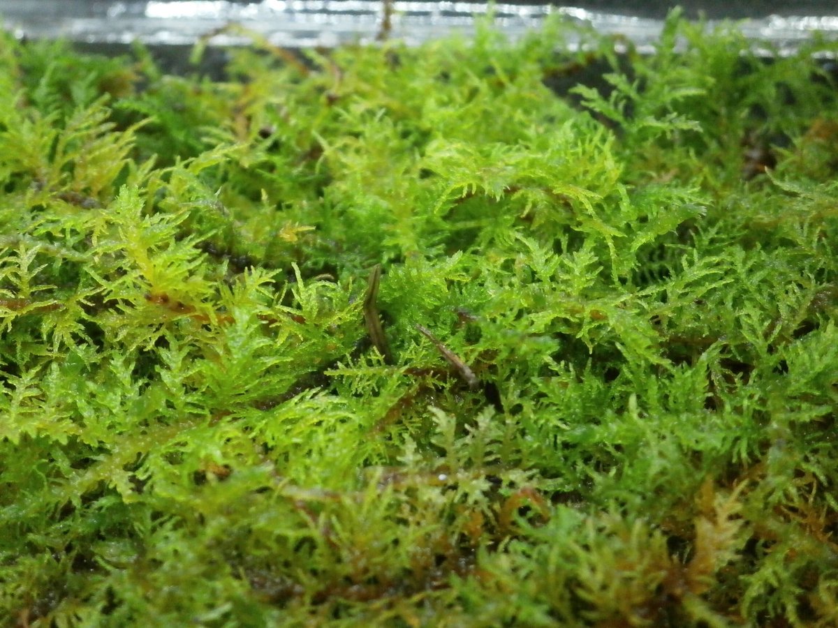 シノブゴケ | 秋田苔長