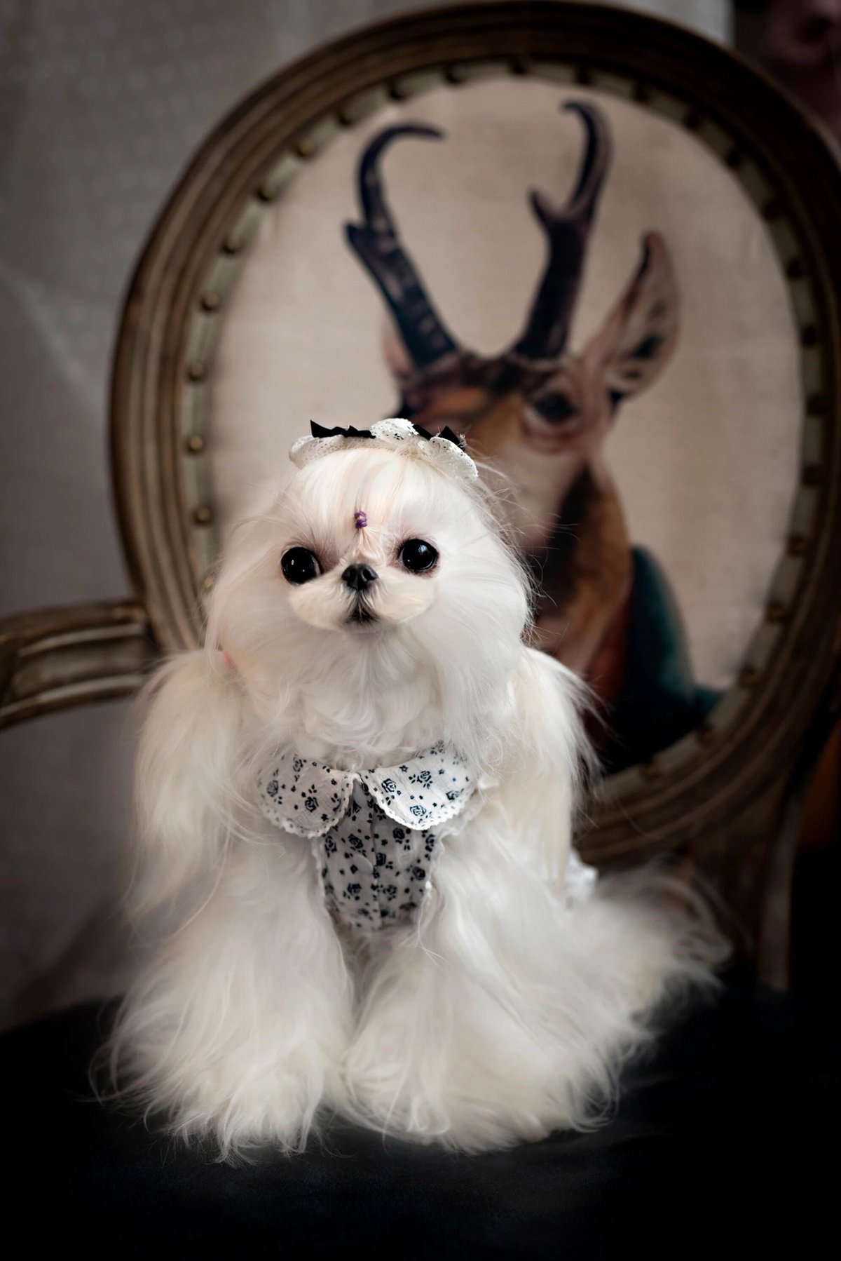 ꒰ 花柄メイド風ワンピース ꒱.*˚ | D.P.R.S