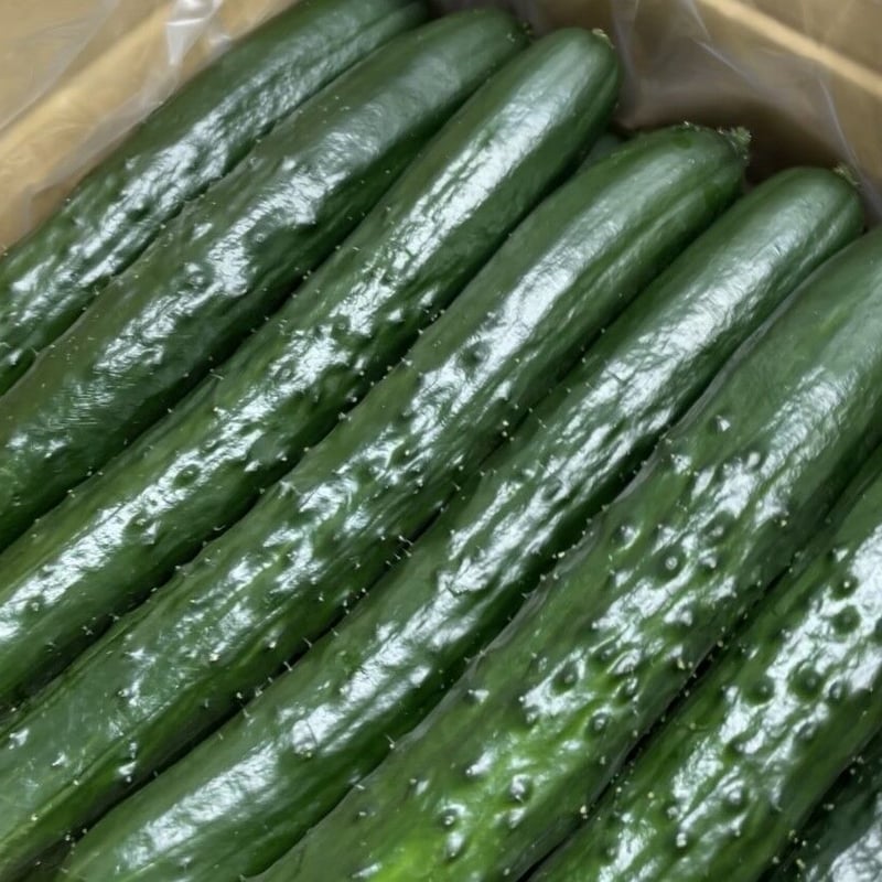 野菜ソムリエサミット銀賞受賞】新鮮きゅうり1.8kg | みずいろ農園