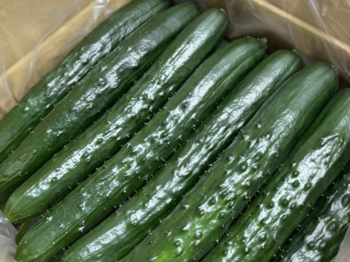 野菜ソムリエサミット銀賞受賞】新鮮きゅうり1.8kg | みずいろ農園