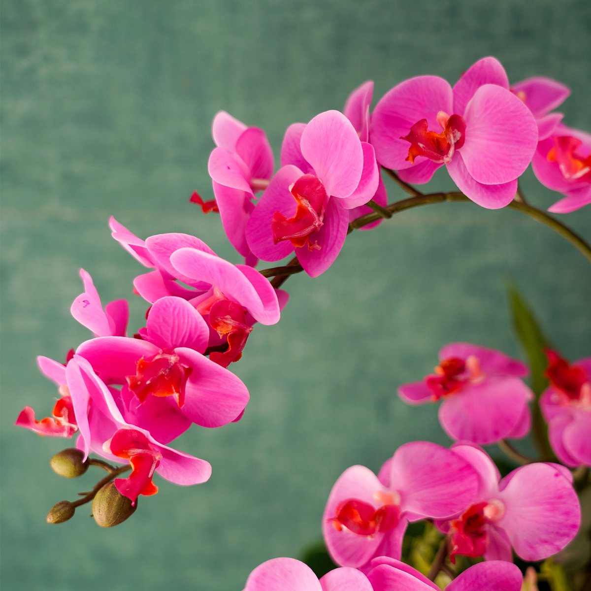 高級 造花 ピンクミニ胡蝶蘭 葉模様陶器鉢〈一点もの〉 | 高級 造花