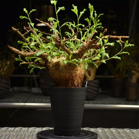 Commiphora glaucescens　コミフォラ グラウケスケンス　発根済現地株　F29