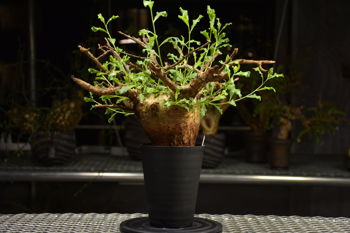 Commiphora glaucescens コミフォラ グラウケスケンス 発根済現地株 F2