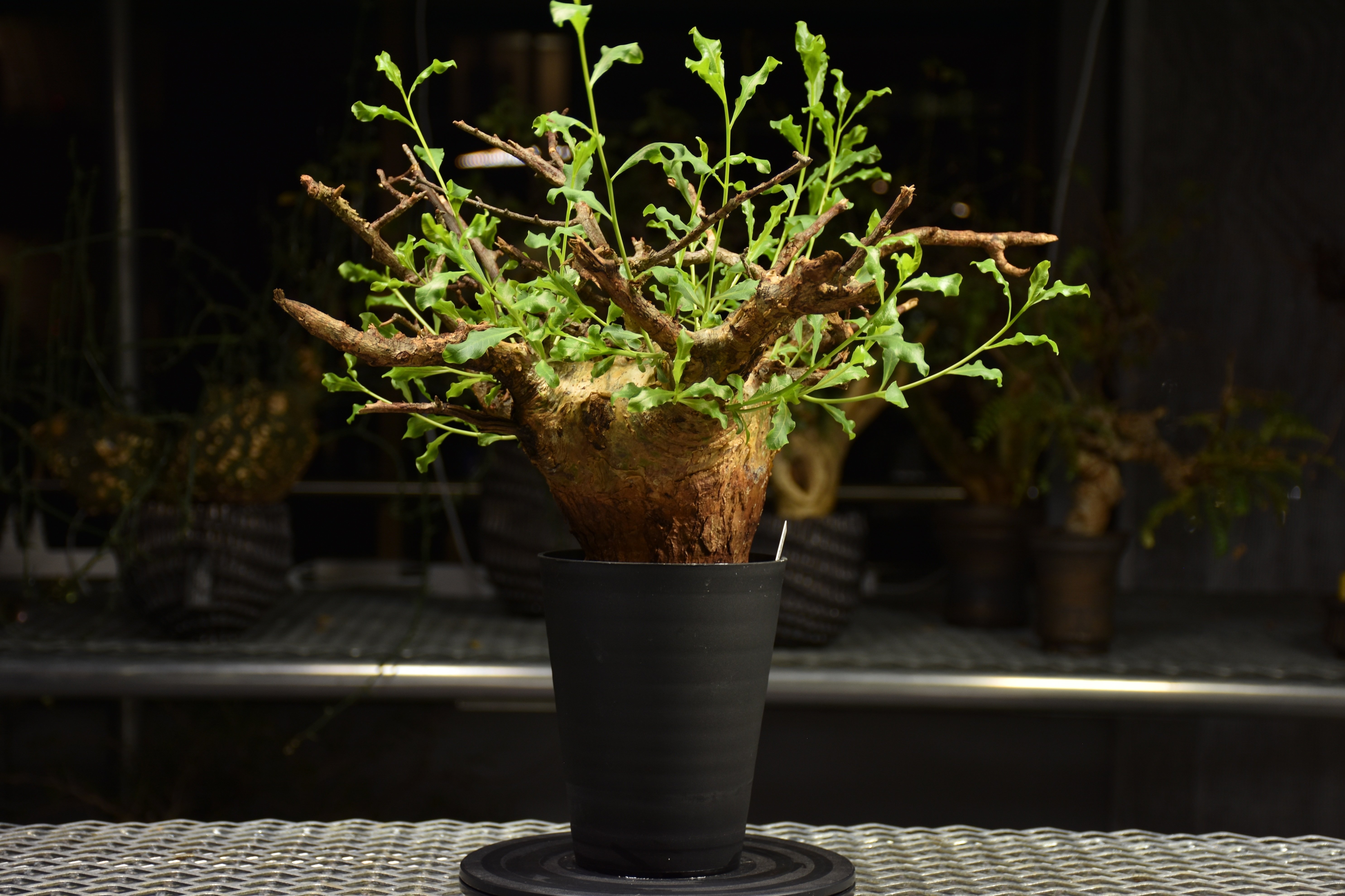 TOGETOGE PLANTS様　コミフォラ　グラウケスケンス Commiphora glaucescens コミフォラ グラウケスケンス 発根済現地株 F2