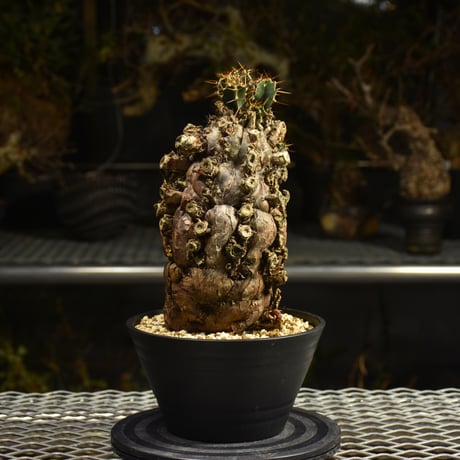 Euphorbia mlanjeana　ユーフォルビア ムランジーナ 発根済現地株 I49