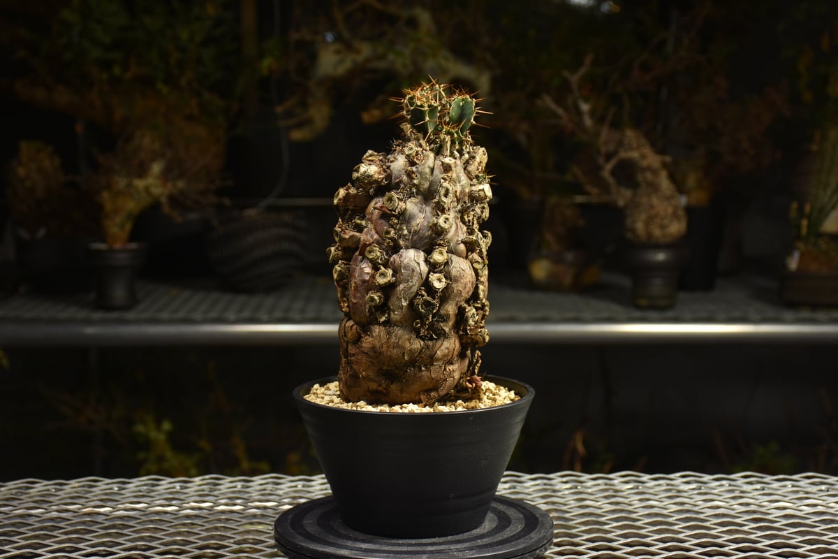 Euphorbia mlanjeana ユーフォルビア ムランジーナ 発根済現地株 I49 |