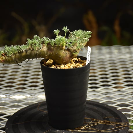 Monsonia herrei　モンソニア ヘレー　発根済現地株 6Bb7