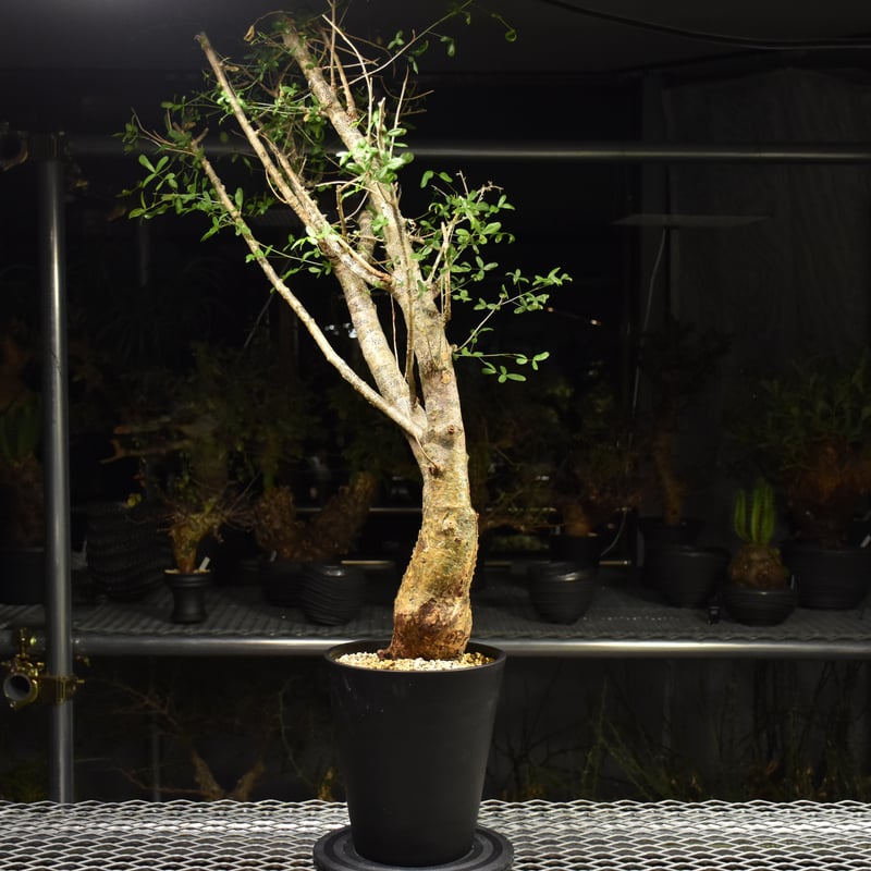 Commiphora humbertii コミフォラ フンベルティ 発根済現地株 I8 送料着