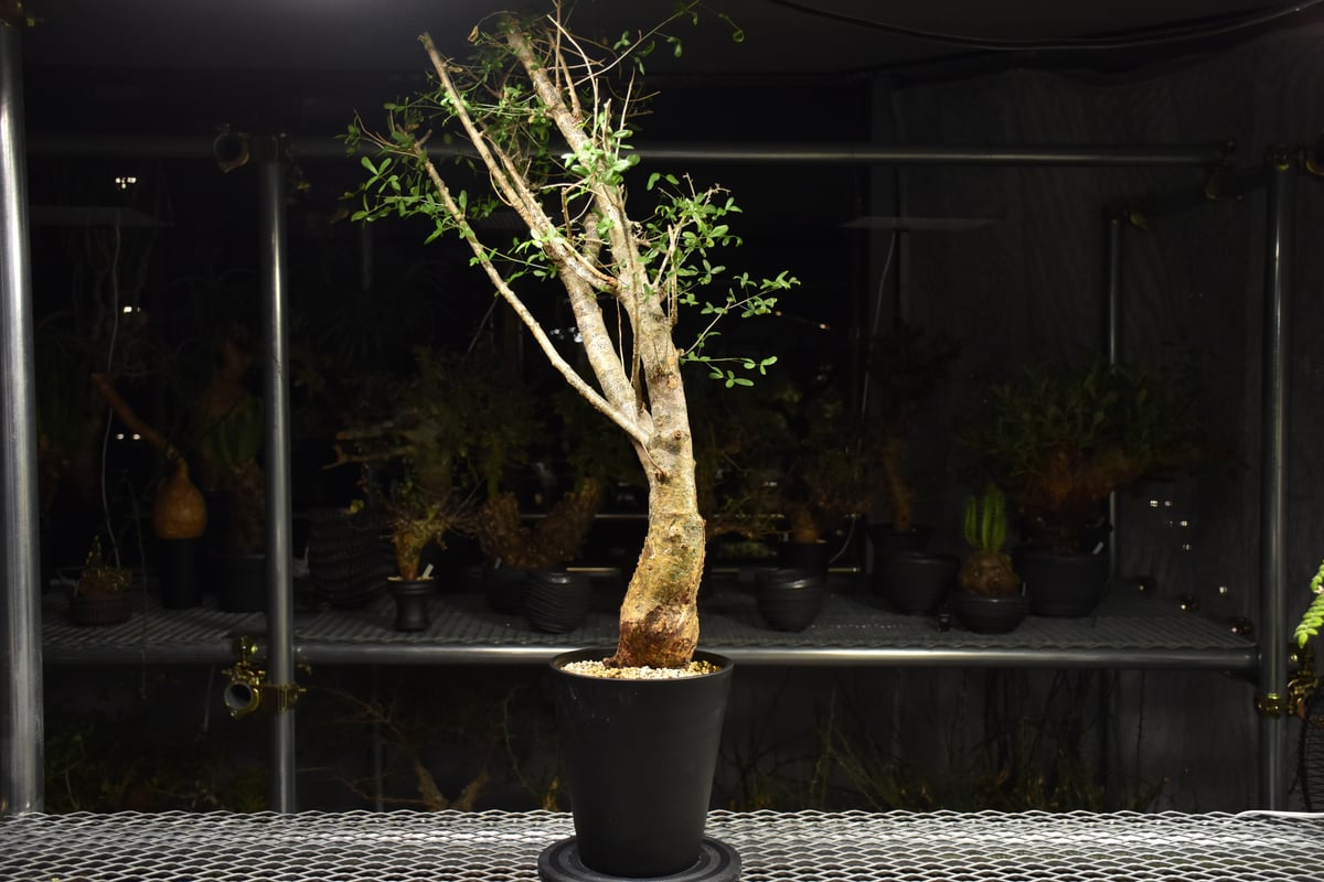 Commiphora humbertii コミフォラ フンベルティ 発根済現地株 I8 送料着