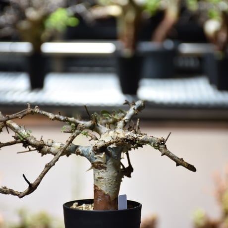 Commiphora holtziana コミフォラ ホルトジアナ 発根済現地株 #11