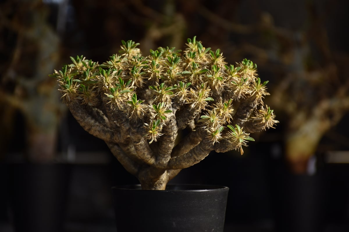 Euphorbia guillauminiana ユーフォルビア ギラウミニアナ 発根済現地株