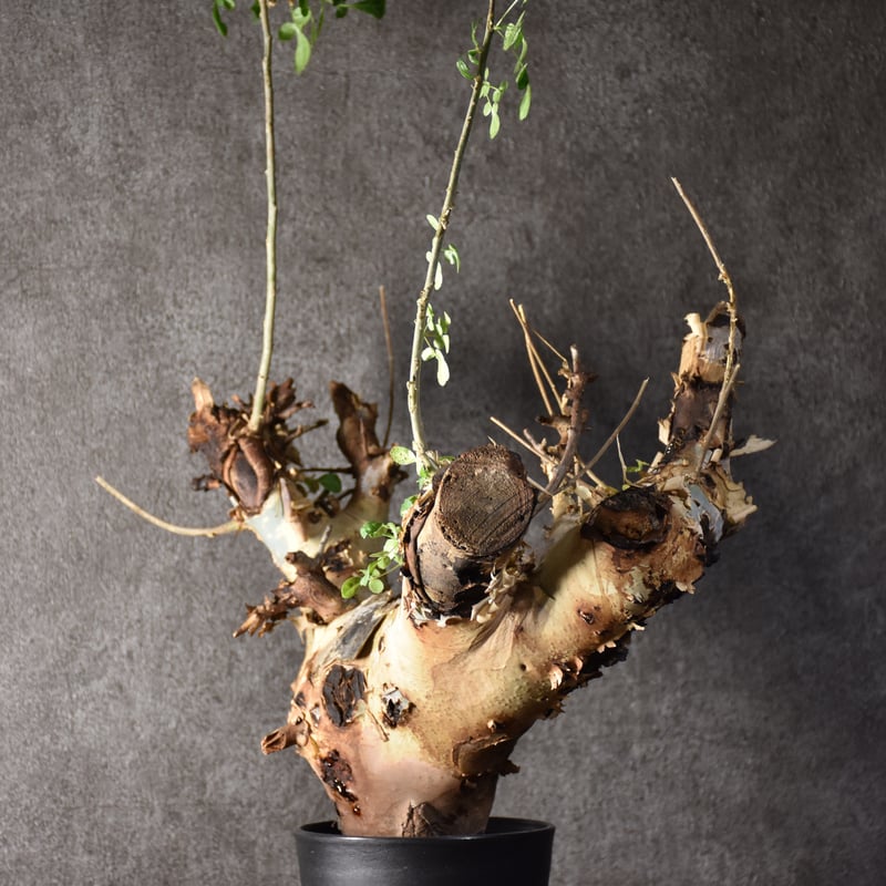 Commiphora kataf var.turkanensis コミフォラ カタフ ターカネ