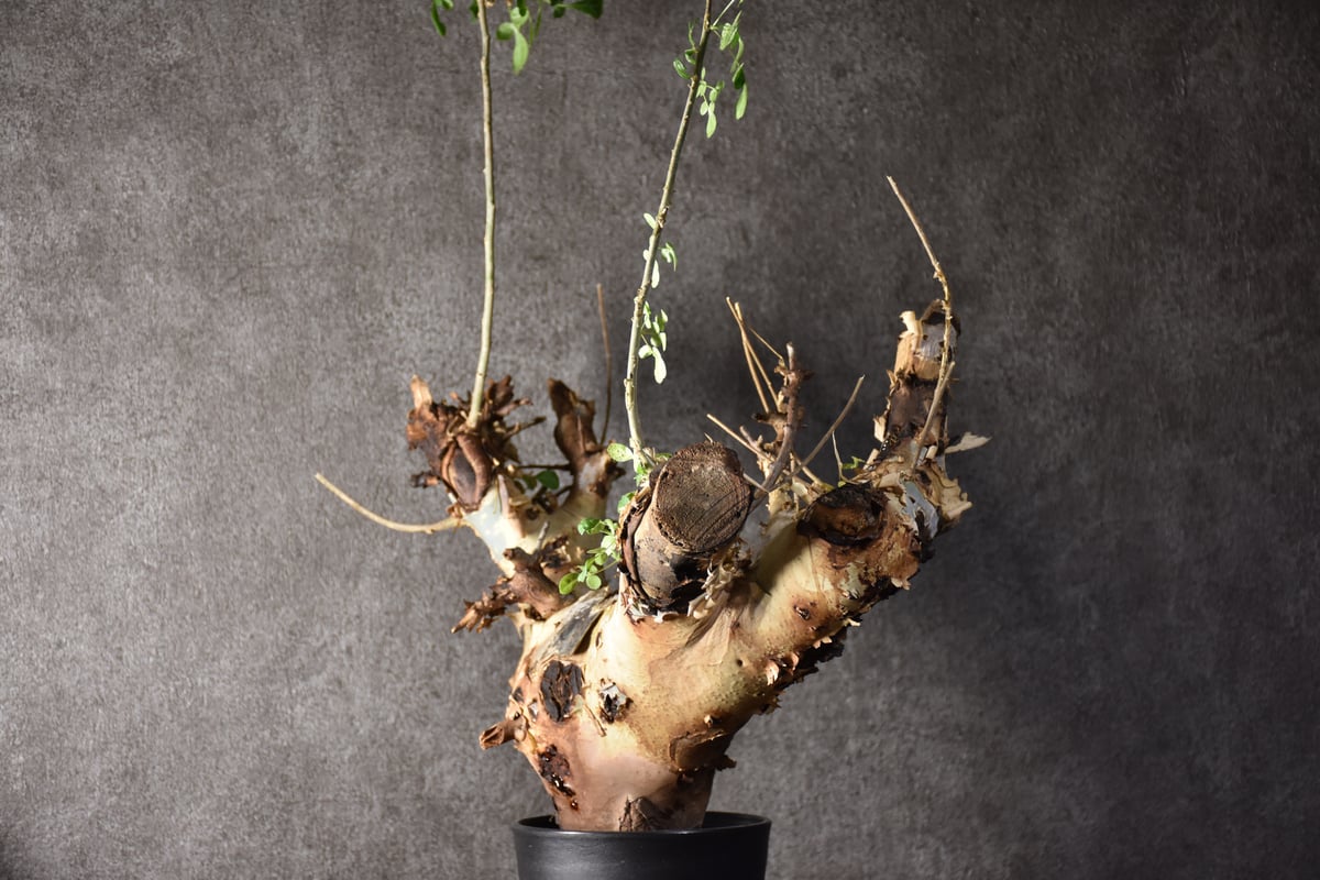 Commiphora kataf var.turkanensis コミフォラ カタフ ターカネ