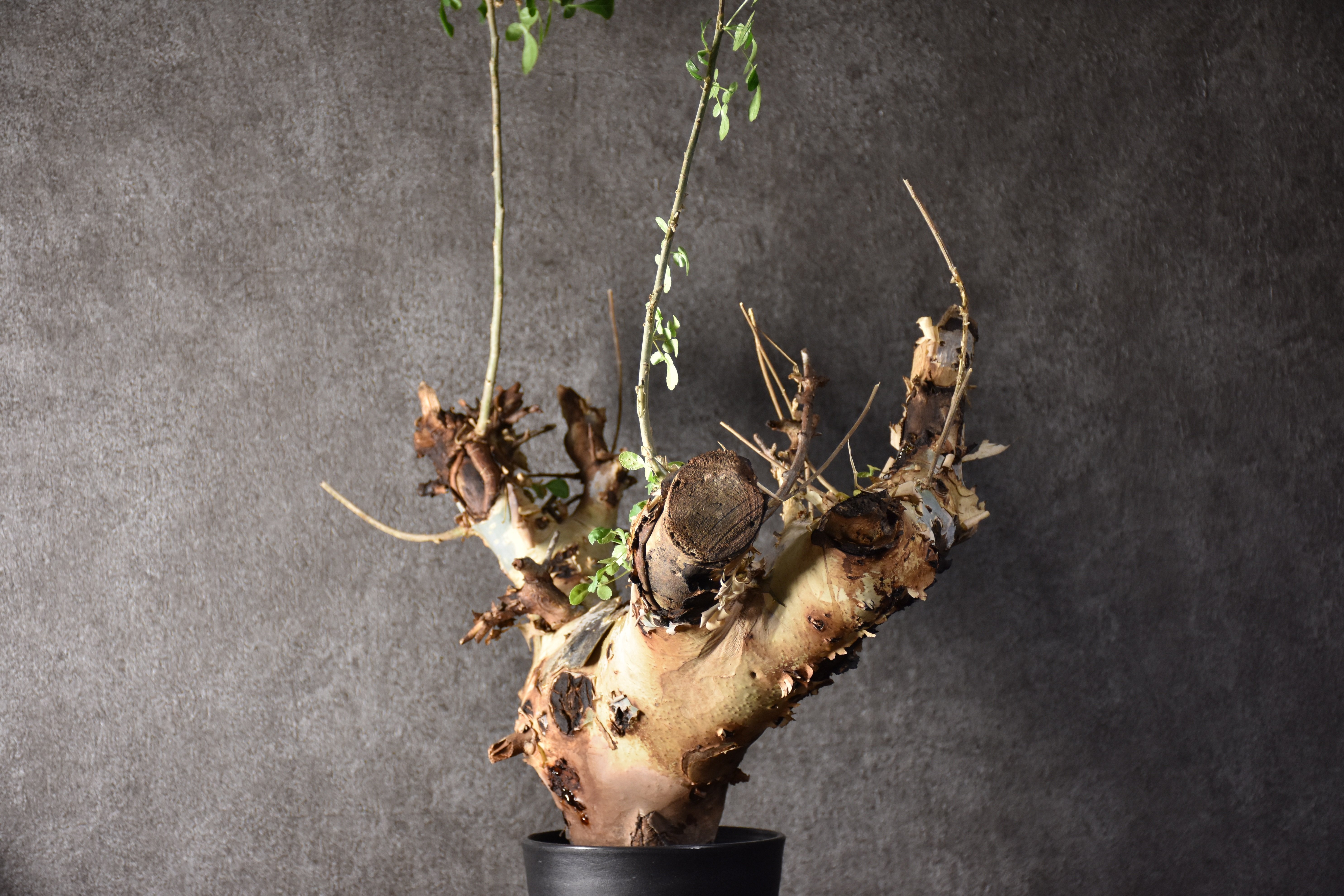 コミフォラ カタフ ターカネンシス 現地株 発根済み Commiphora kataf var.turkanensis コミフォラ カタフ ターカネンシス