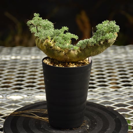 Monsonia herrei　モンソニア ヘレー　発根済現地株 6Bb9
