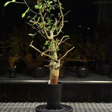 Commiphora holtziana コミフォラ ホルトジアナ 発根済現地株 H28
