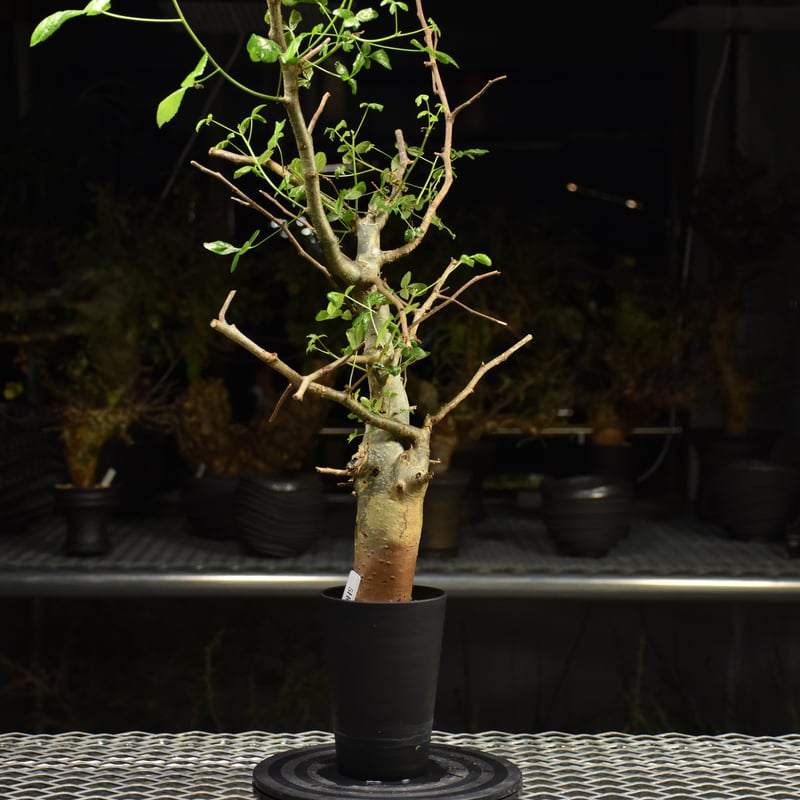 Commiphora holtziana コミフォラ ホルトジアナ 発根済現地株 H28 |