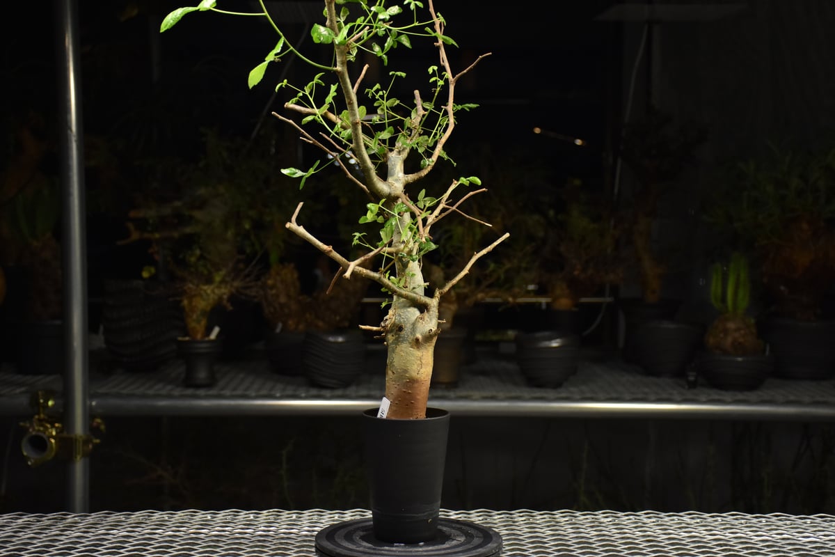 Commiphora holtziana コミフォラ ホルトジアナ 発根済現地株 H28 |