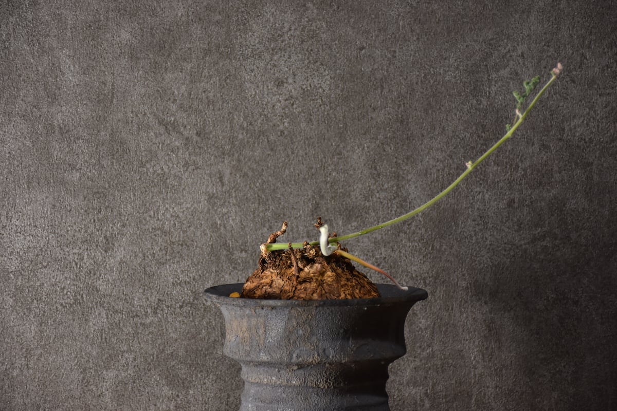 Pelargonium triste ペラルゴニウム トリステ 発根済現地株 #2 | BONDEX