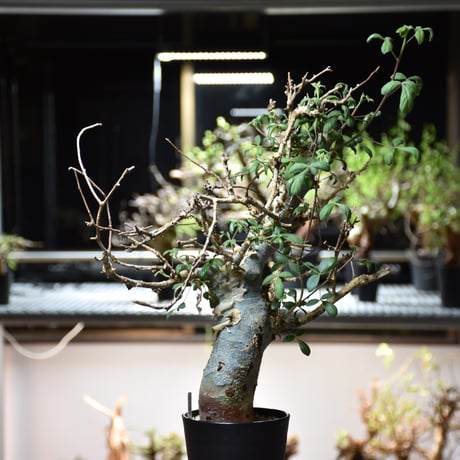 Commiphora holtziana コミフォラ ホルトジアナ 発根済現地株 #10