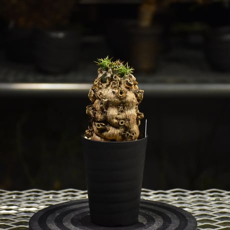 ユーフォルビア　ムランジーナ　コーデックス 植物　SRL鉢付き　発根済 ユーフォルビア ムランジーナ コーデックス 植物 SRL鉢付き 発根済