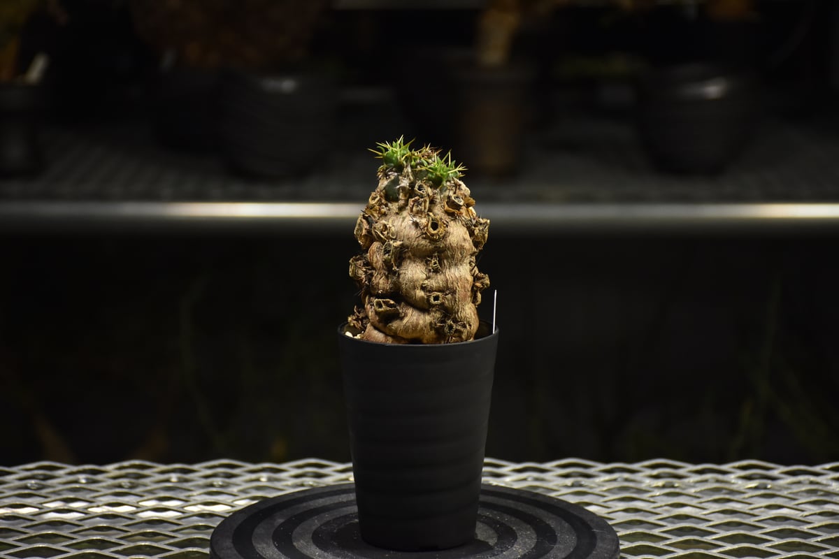 Euphorbia mlanjeana ユーフォルビア ムランジーナ 発根済現地株 I31 |