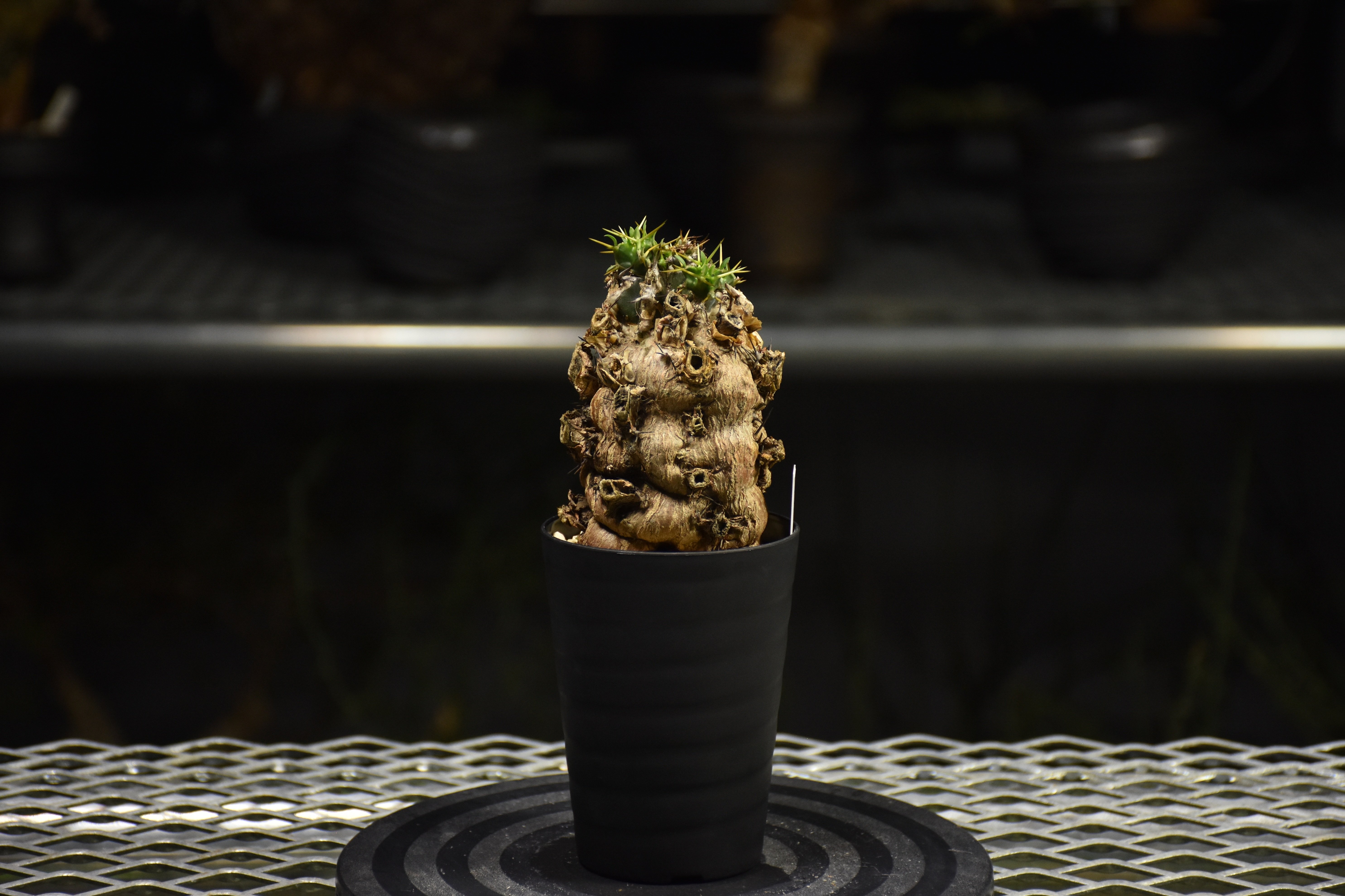 発根済　手乗りムランジーナ　現地株 Euphorbia mlanjeana ユーフォルビア ムランジーナ 発根済現地株 I31 |