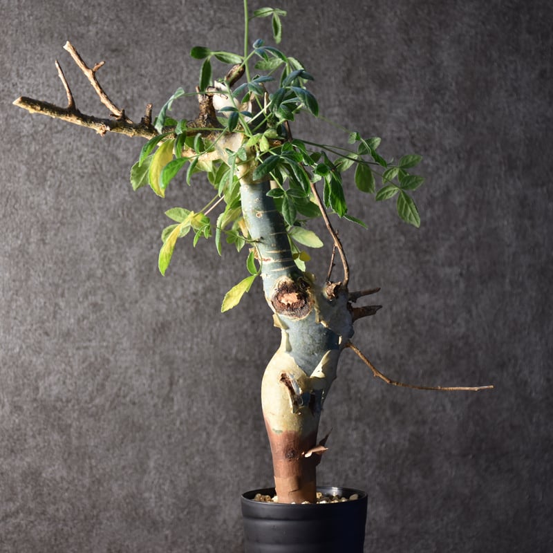 コミフォラ ホルトジアナ Commiphora holtziana コミフォラ ホルトジアナ 発根済現地株 #4