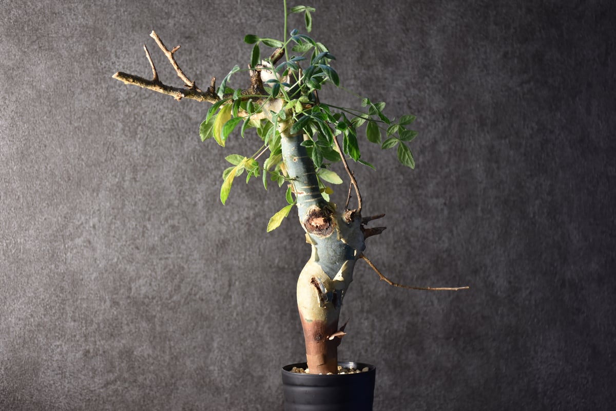 Commiphora holtziana コミフォラ ホルトジアナ 発根済現地株 #1