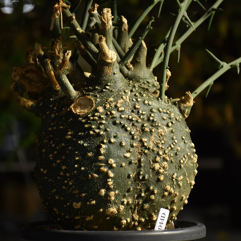 アデニア グロボーサ Adenia grobosa アデニア グロボーサ 発根済現地株 D29 | BONDEX