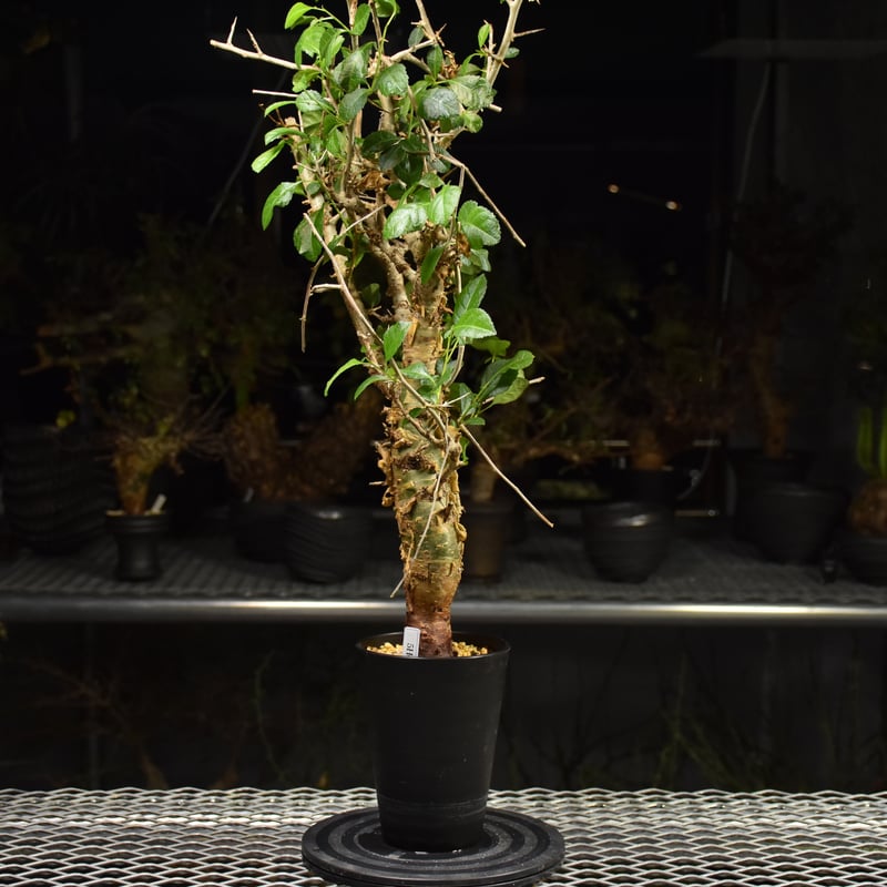 Commiphora habessinica コミフォラ ハベシニカ 発根済現地株 H7 |