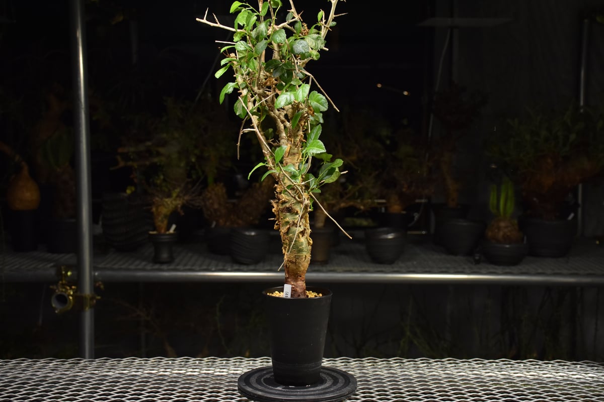 Commiphora habessinica コミフォラ ハベシニカ 発根済現地株 H7 |