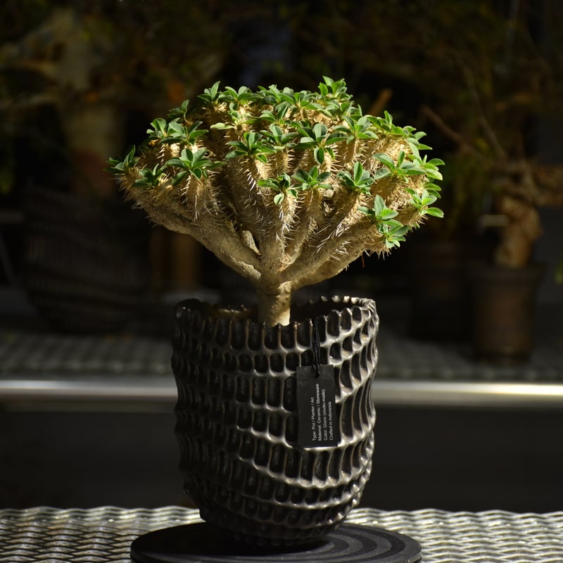 Euphorbia Guirauminiana ユーフォルビア ギラウミニアナ 発根済現地株