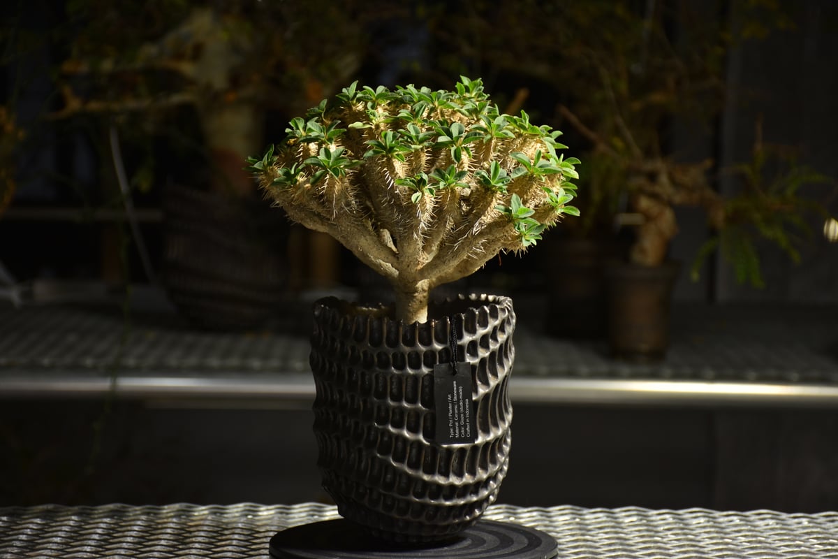 Euphorbia Guirauminiana ユーフォルビア ギラウミニアナ 発根済現地株