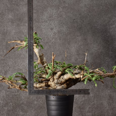 Boswellia neglecta　ボスウェリア ネグレクタ　発根済現地株　#11