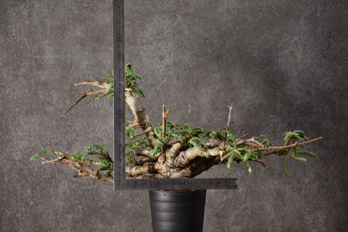 Boswellia neglecta ボスウェリア ネグレクタ 発根済現地株 #11