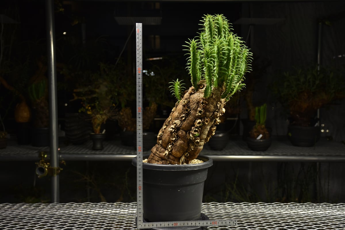 Euphorbia mlanjeana ユーフォルビア ムランジーナ 発根済現地株 H5 |