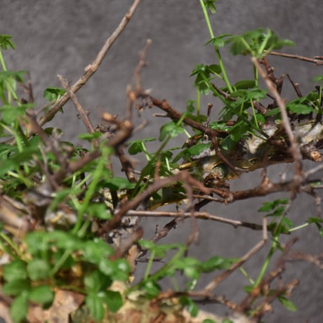 Commiphora cyclophira コミフォラ シクロフィラ 発根済現地株 #3