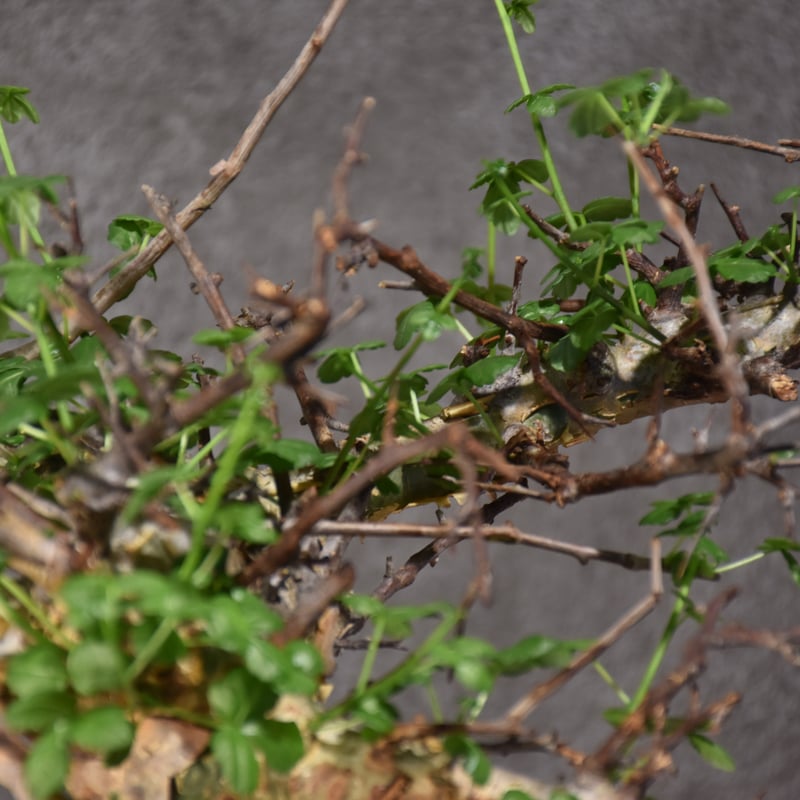 Commiphora cyclophira コミフォラ シクロフィラ 発根済現地株 #3 |
