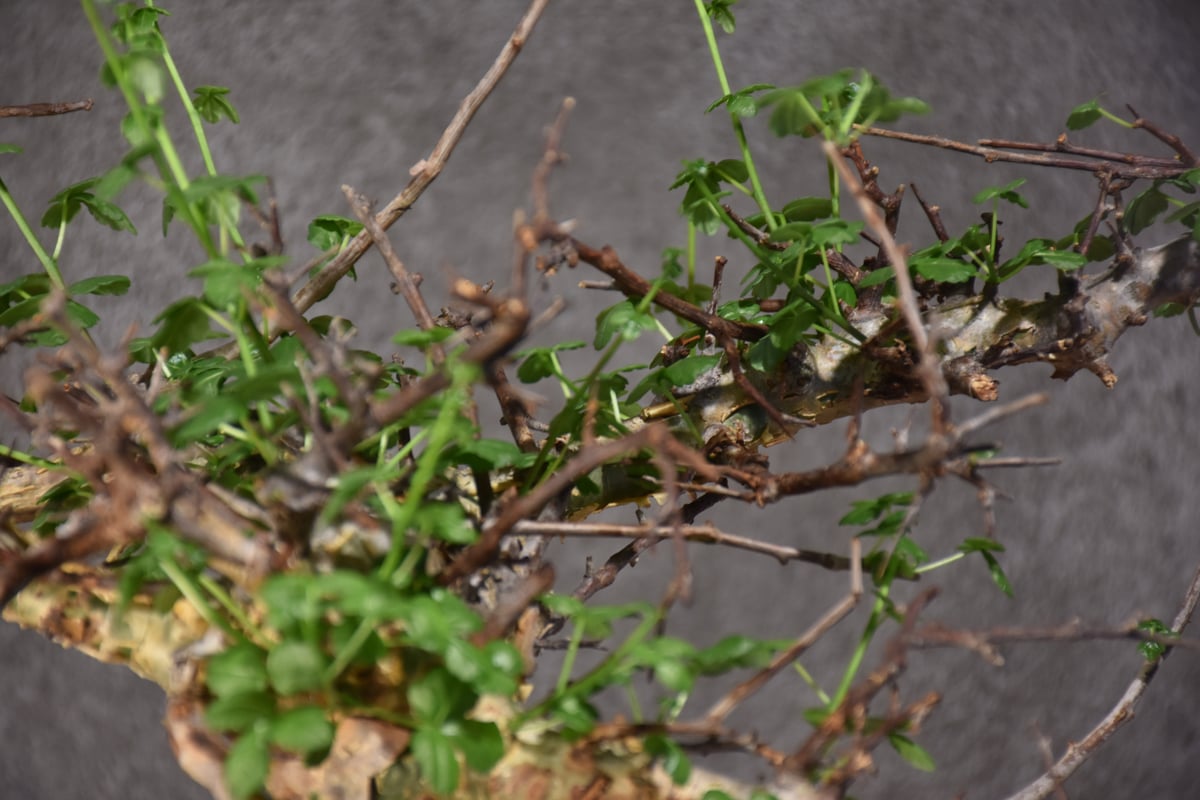 Commiphora cyclophira コミフォラ シクロフィラ 発根済現地株 Commiphora cyclophira コミフォラ シクロフィラ 発根済現地株
